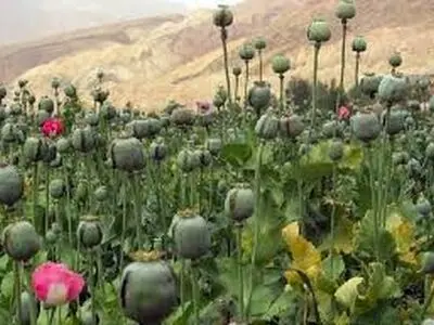 لزوم جلوگیری از کشت گیاهان ممنوعه /آسیب اجتماعی مواد مخدر فراگیر است