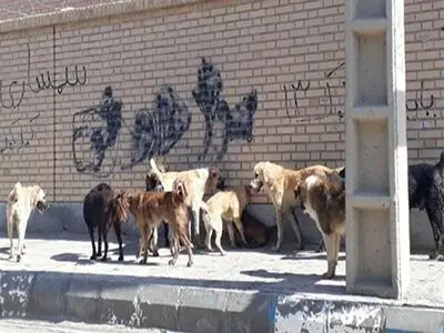 مرگ سالانه ۵۹ هزار انسان بر اثر ابتلا به "هاری" در دنیا