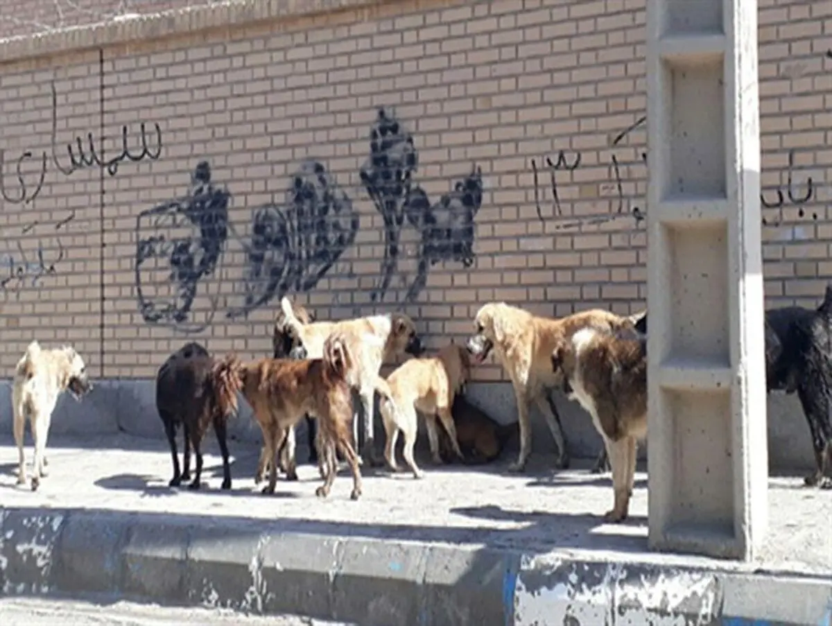 مرگ سالانه ۵۹ هزار انسان بر اثر ابتلا به "هاری" در دنیا