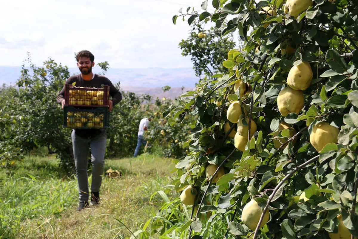 تولید ٢٠ هزار تن «به» در فارس 