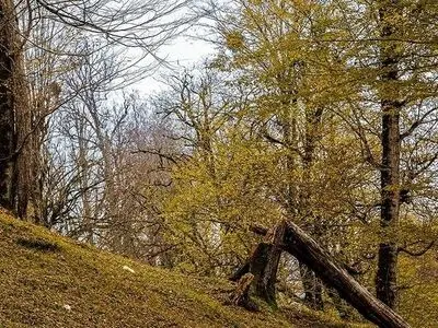 اعلام نظر کارشناسی پرونده اردوی دانش آموزی مینودشت؛ رئیس اداره منابع طبیعی به دادسرا احضار شد