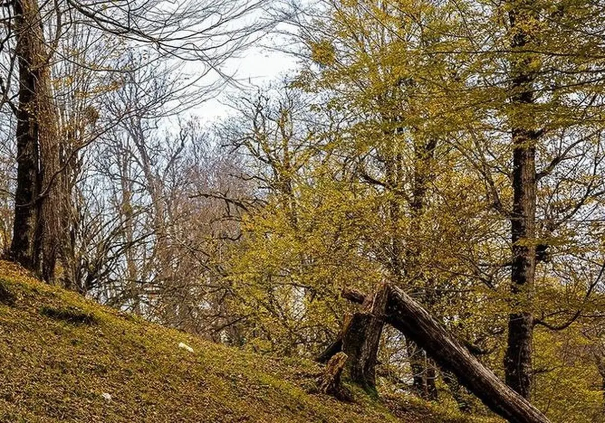 اعلام نظر کارشناسی پرونده اردوی دانش آموزی مینودشت؛ رئیس اداره منابع طبیعی به دادسرا احضار شد