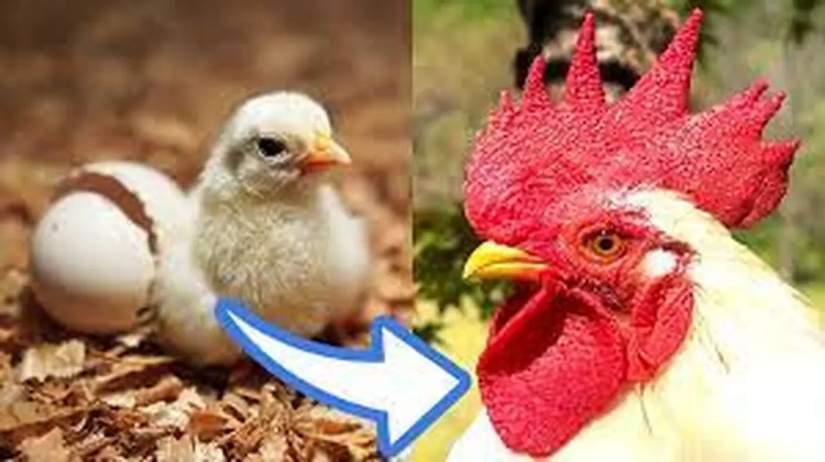 پرورش جوجه ها از تخم تا تکامل + فیلم