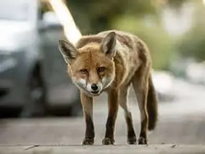 شکار موش توسط روباه در میدان هفت تیر تهران + فیلم