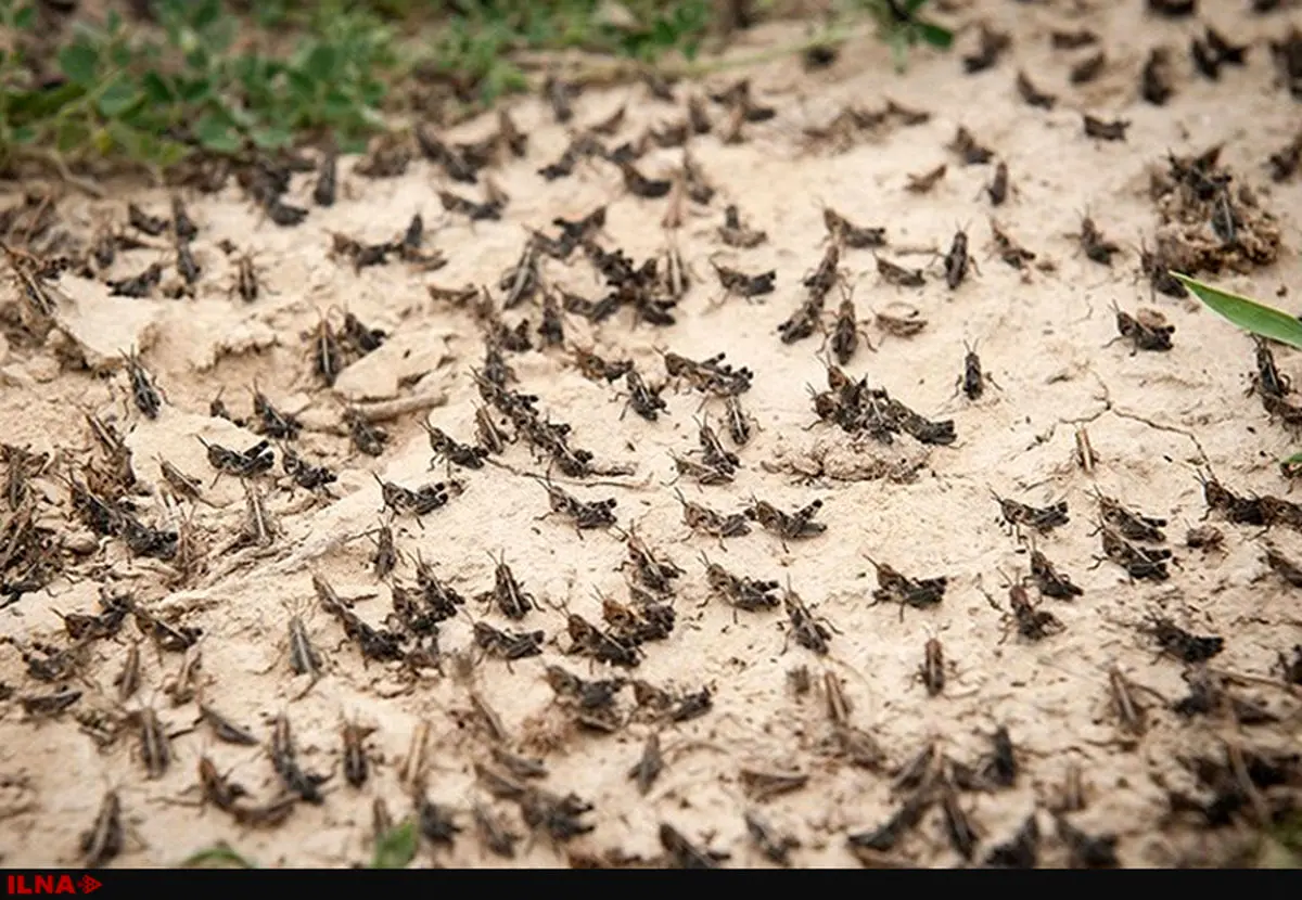 شدت گرفتن هجوم ملخ ها به مزارع کوهرنگ  /استمداد از مسئولان برای کمک به کشاورزان