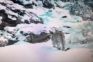 مشاهدۀ یک پلنگ ماده و توله‌اش در ارتفاعات برفی گیلان + فیلم