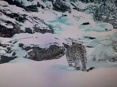 مشاهدۀ یک پلنگ ماده و توله‌اش در ارتفاعات برفی گیلان + فیلم