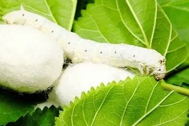 آغاز توزیع تخم نوغان بین نوغانداران گلستان از ۲۰ فروردین