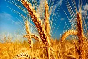 برداشت اولین خوشه‌های طلایی گندم از مزارع جنوب کرمان
