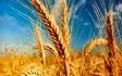 پیش بینی تولید 600 هزارتن گندم طی سال جاری در اردبیل