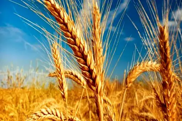 پیش بینی تولید ۳۹۹ هزار تن گندم در استان طی سال جاری