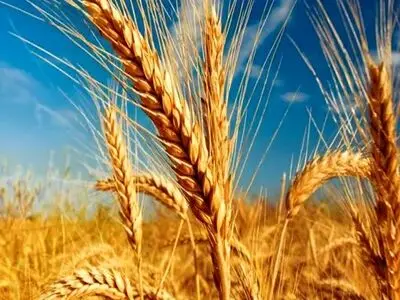 ۲۰ مرکز خرید تضمینی گندم در چهارمحال و بختیاری فعال شد