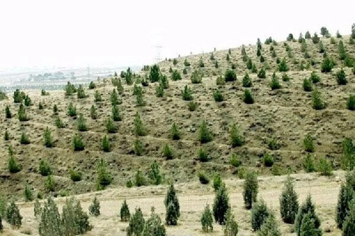 برگزاری اولین جلسه ستاد مردمی کاشت یک میلیارد درخت در سال 1402