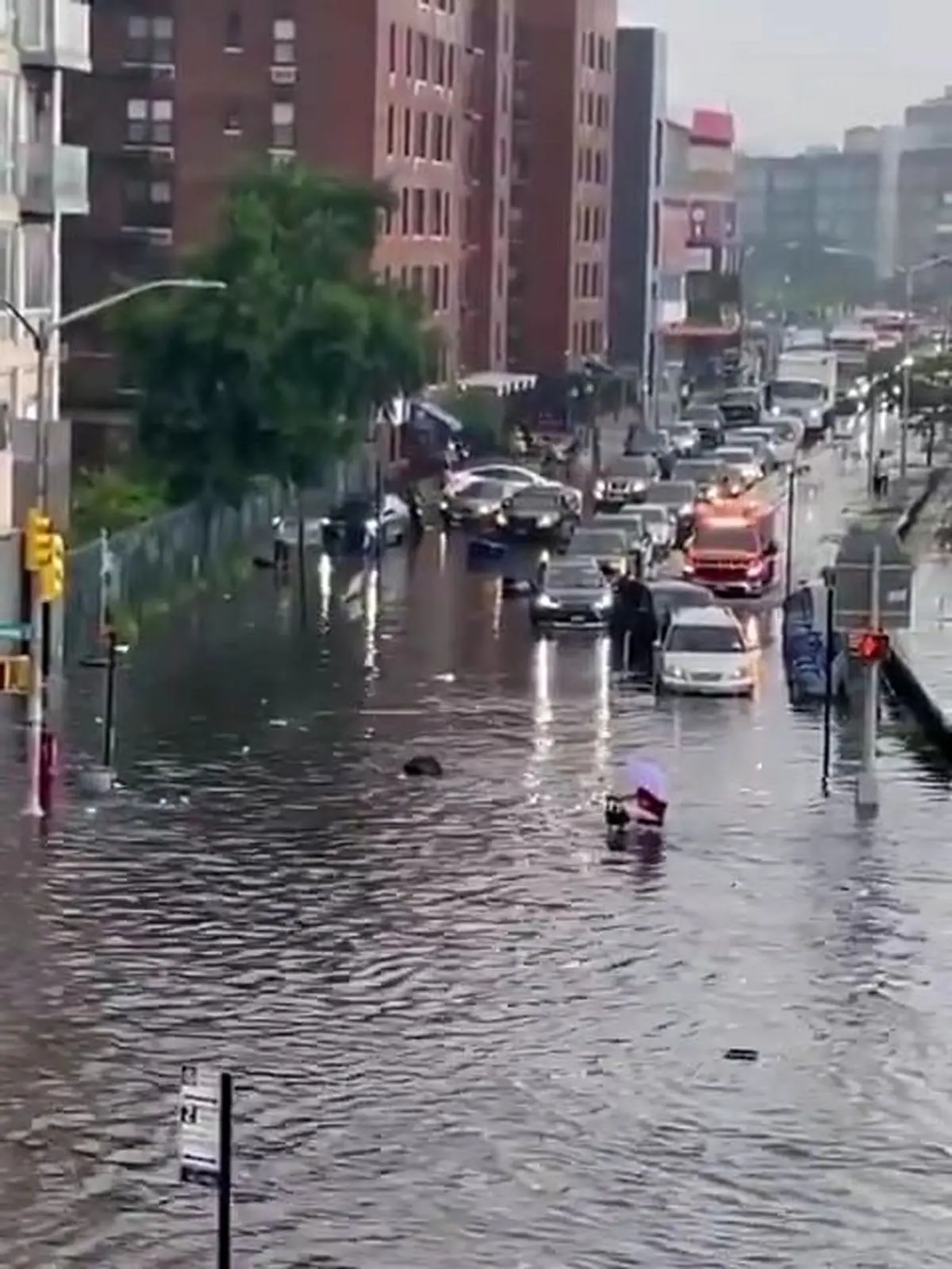 ونیز در خیابان‌های نیویورک! + فیلم