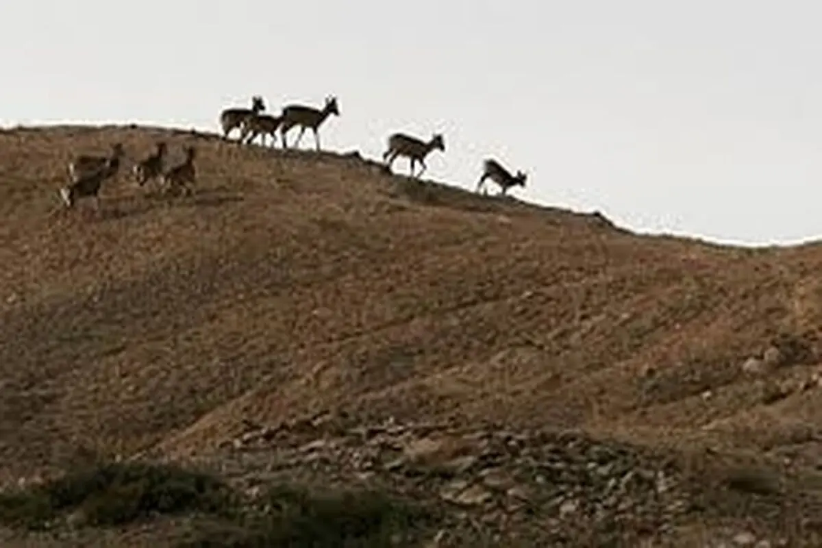 سرشماری تابستانه وحوش در استان قزوین آغاز شد
