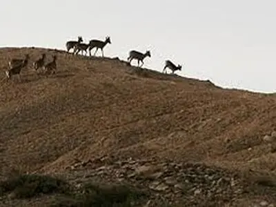 سرشماری تابستانه وحوش در استان قزوین آغاز شد