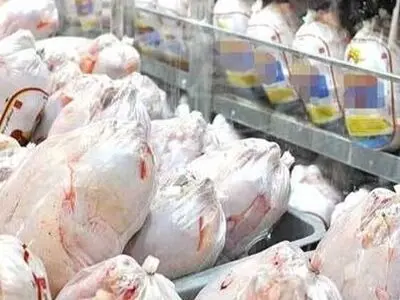 قیمت گوشت مرغ در آذربایجان‌غربی نزولی شد/روزانه ۳۰۰تن گوشت گرم مرغ در استان تولید می‌شود