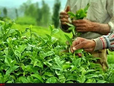 امیدواریم مطالبات چایکاران تا نیمه زمستان تسویه شود/ تولید ارگانیک برگ سبز چای در مزارع کشور