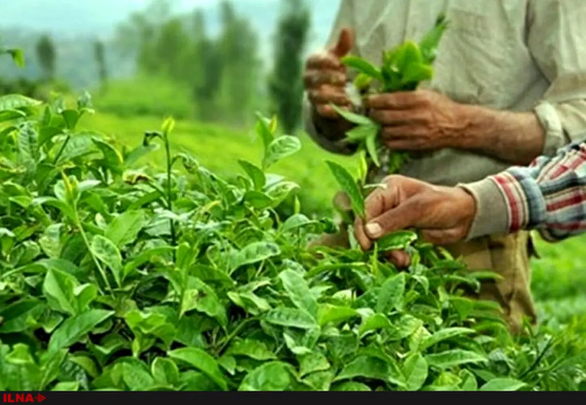 امیدواریم مطالبات چایکاران تا نیمه زمستان تسویه شود/ تولید ارگانیک برگ سبز چای در مزارع کشور