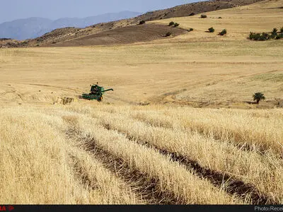 ۱۳۷ هزار هکتار از اراضی کشاورزی قزوین به زیر کشت گندم می‌رود