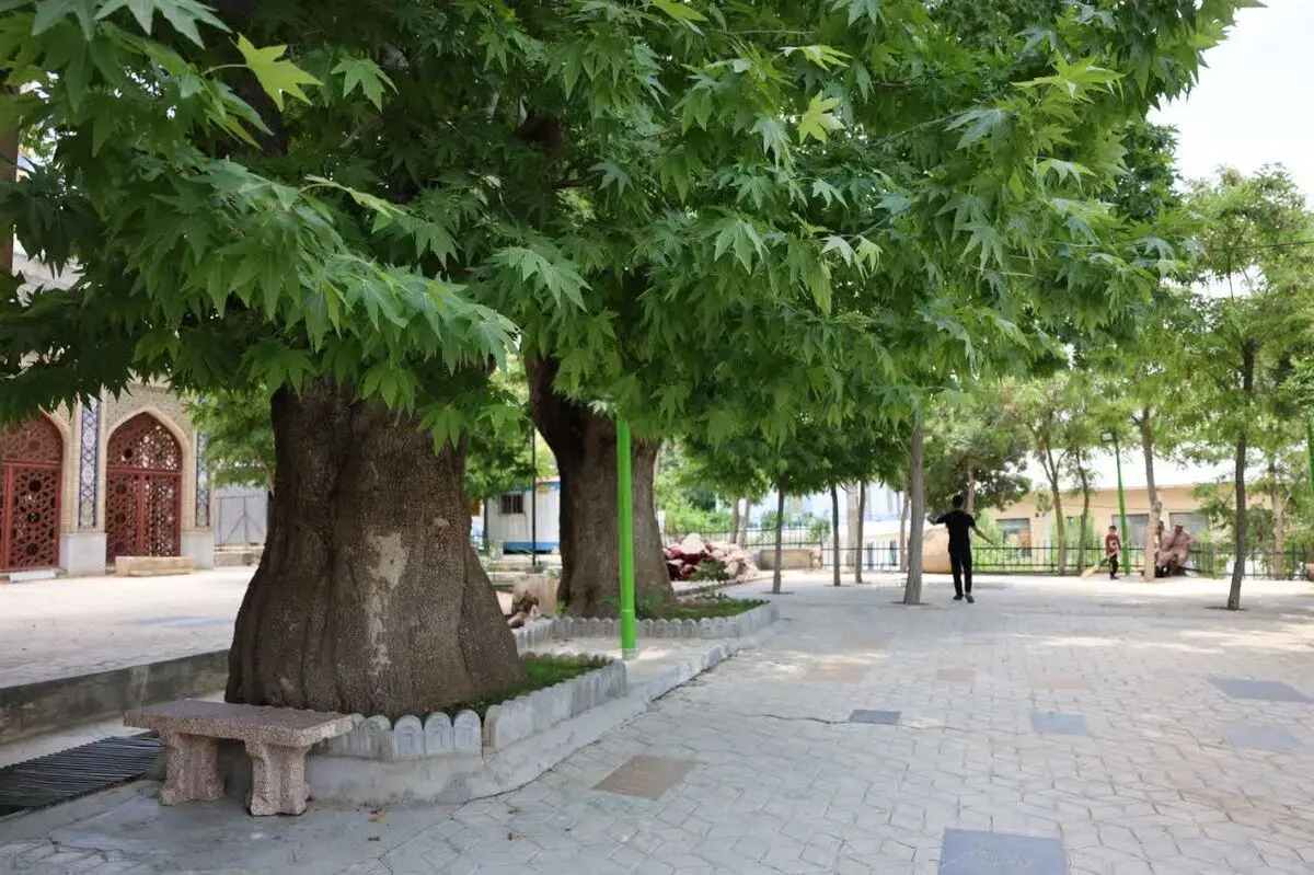 جای‌گیری 3 درخت و یک غار در سپیدان در فهرست ملی میراث طبیعی