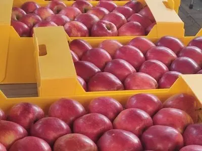 اختصاص بیش از ۶۰۰ میلیارد تومان اعتبار برای احیای کارخانجات کشاورزی در آذربایجان غربی
