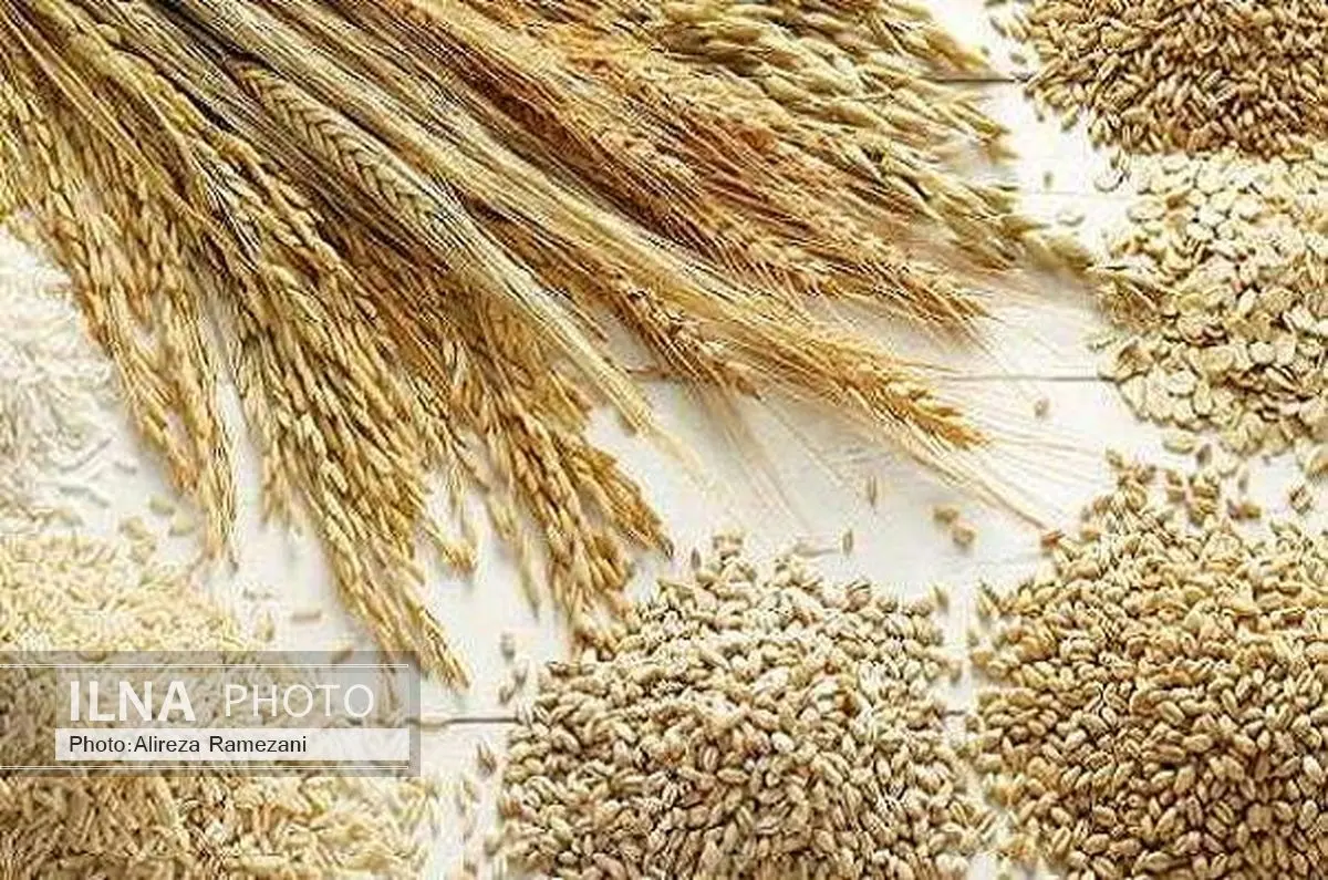 آغاز معاملات ثانویه اوراق مرابحه گندم