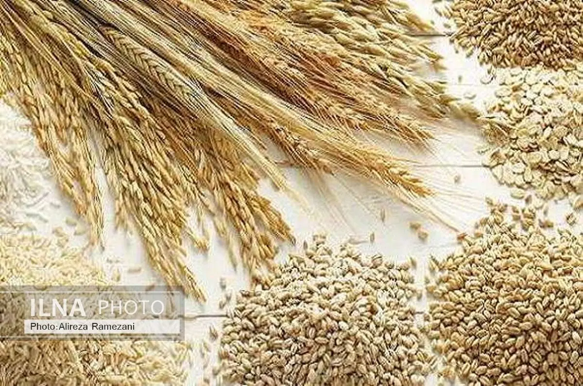 آغاز معاملات ثانویه اوراق مرابحه گندم