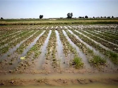 بخشودگی ۳ ساله سود و جریمه تسهیلات کشاورزان، دامداران، عشایر و کارگاه‌های خسارت دیده