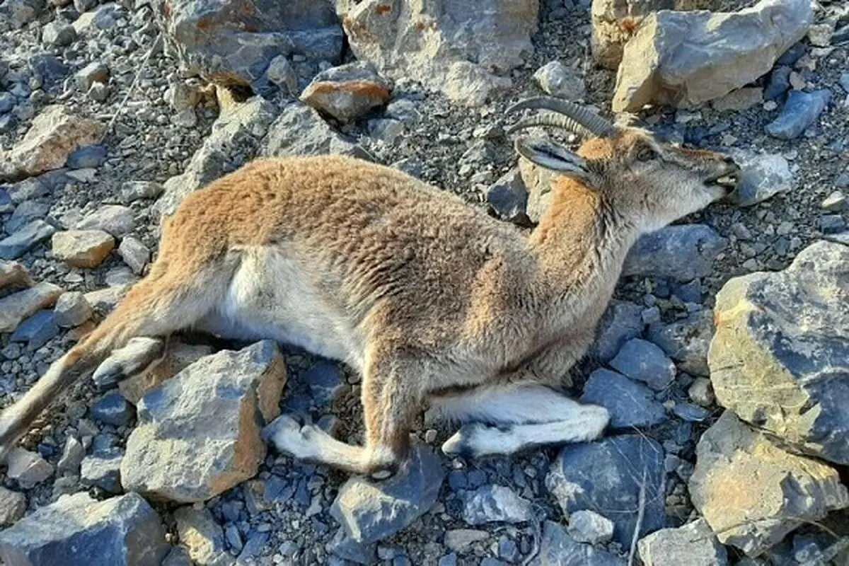 بحران خشکسالی حاکم بر مناطق خراسان جنوبی / حیات وحش تشنه و گرسنه خراسان جنوبی در انتظار مهربانی