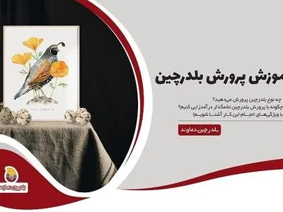 آموزش پرورش و نگهداری بلدرچین در خانه