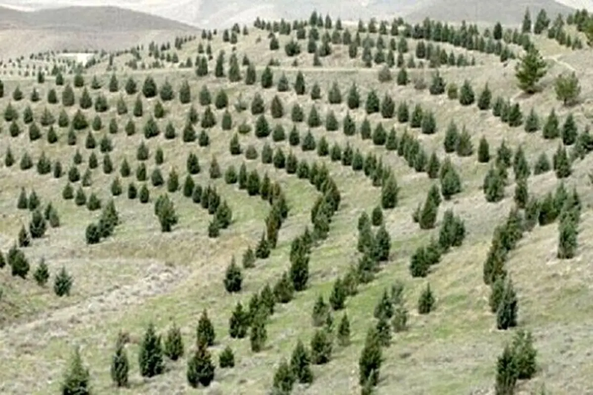 تشریح سند حمایتی طرح مردمی کاشت یک میلیارد درخت در منابع طبیعی