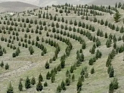 تشریح سند حمایتی طرح مردمی کاشت یک میلیارد درخت در منابع طبیعی