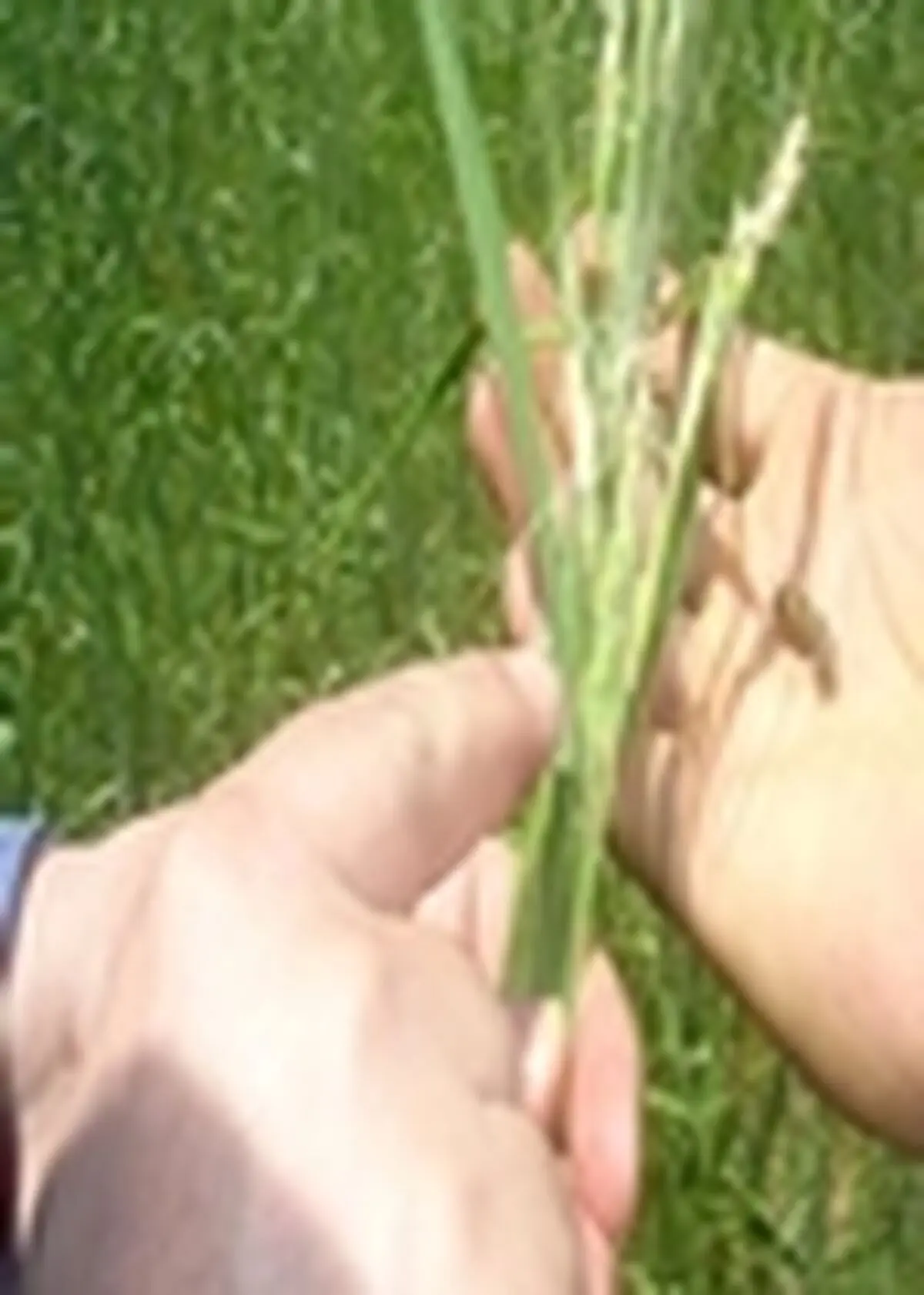 بیش از ۱۰ هزار هکتار از مزارع گندم میانه علیه آفت سن گندم سمپاشی شد