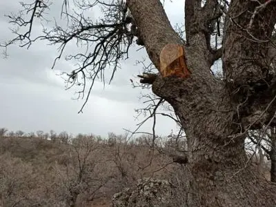 نگرانی از معیشت و گرانی زغال ؛ حیات زاگرس را نشانه رفته است/ مرگ زاگرس با کمبود نیروی قُرُقبان