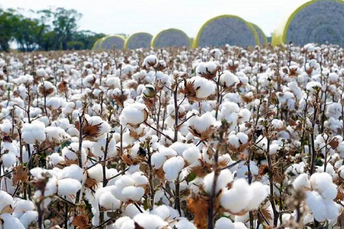 برداشت 200 تن وش پنبه از مزارع استان قزوین آغاز شد