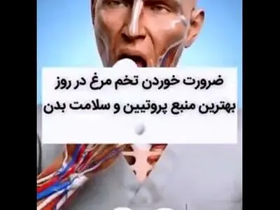 چرا بهتر است هر روز تخم مرغ بخوریم؟ + فیلم