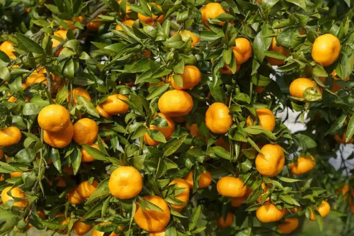 خروج گلابی، پرتقال و لیموشیرین از فهرست محصولات پرآب بر
