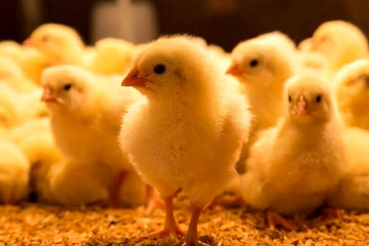 افزایش جوجه ریزی در مرغداری‌های گیلان