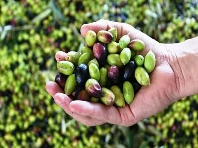برداشت زیتون روغنی در گیلان