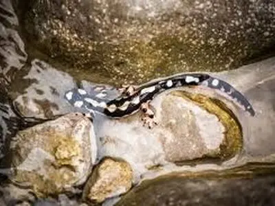 ایجاد پاسگاه‌های سیار محیط‌بانی برای حفاظت از گونه «سمندر» لرستانی