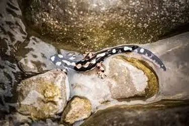 ایجاد پاسگاه‌های سیار محیط‌بانی برای حفاظت از گونه «سمندر» لرستانی