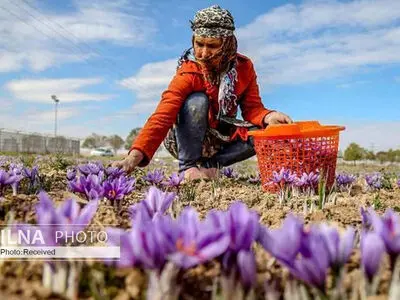 وامِنان؛ زندگیِ جمعیِ زعفرانکارانی که می‌خواهند دلالی را حذف کنند/ تسهیلات دولتی برای کمک به تعاونی‌های روستایی ضروری است