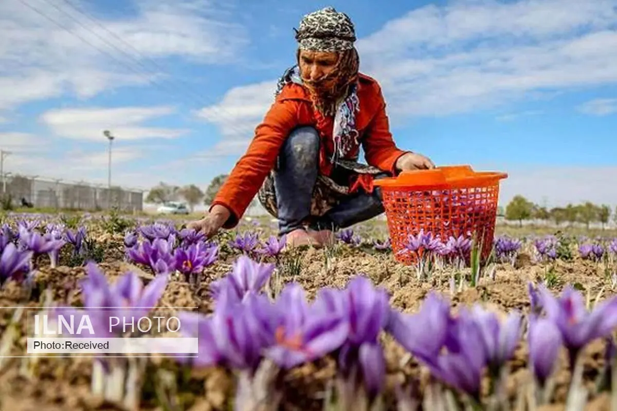 افزایش ۲۱.۵ درصدی صادرات زعفران/ ۱۵ درصد ارزش افزوده صادرات به کشور بازنمی‌گردد