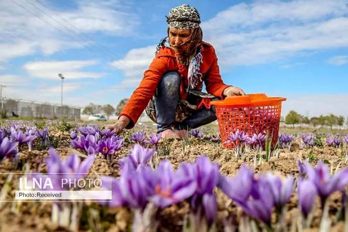 کاهش ۷۰ درصدی تولید زعفران در خراسان جنوبی