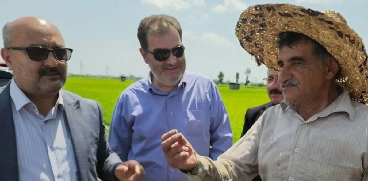 بازدید مسئولان استان گیلان  از مزارع شلمان لنگرود