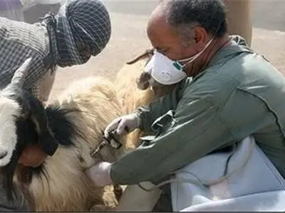 آغاز واکسیناسیون دام سبک علیه طاعون نشخوارکنندگان کوچک در کرمانشاه