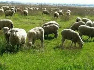 لزوم حمایت شورای شهر بر مدیریت چرای بی‌رویه دام