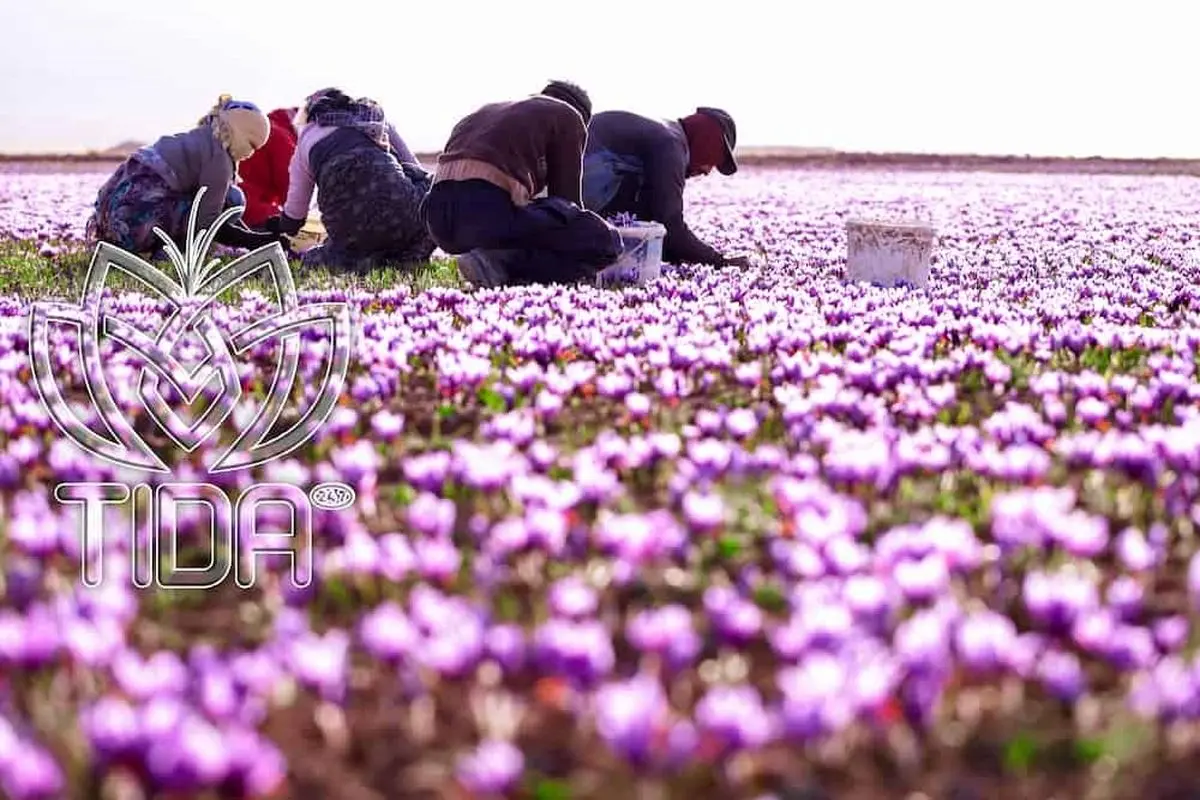 درمان افسردگی فقط با یک خوراکی معجزه آسا