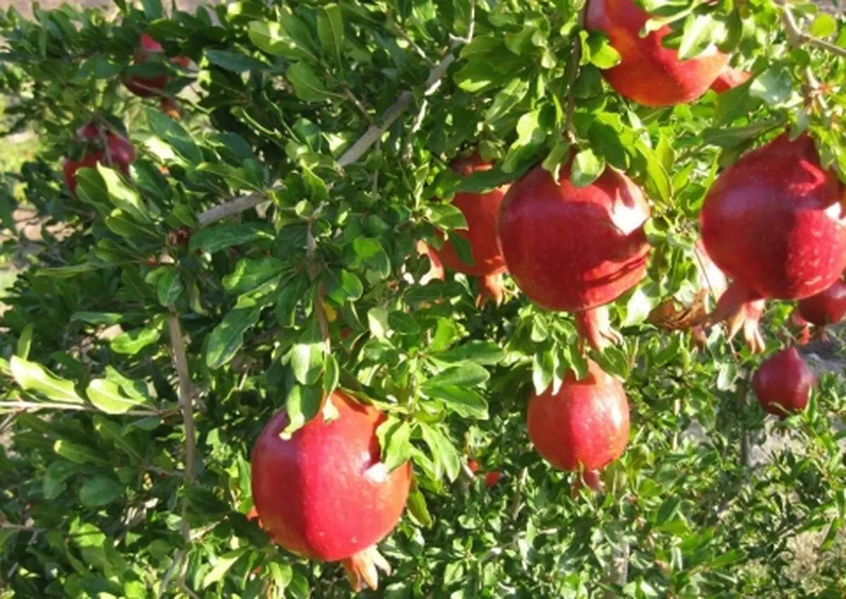 سومین رویداد فرهنگی گردشگری انار نمهیل برگزار می‌شود